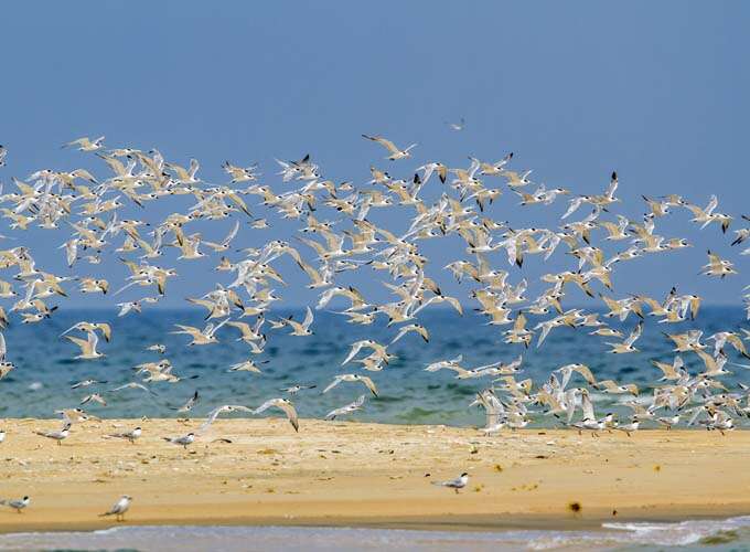 Little Tern in Kalpitiya