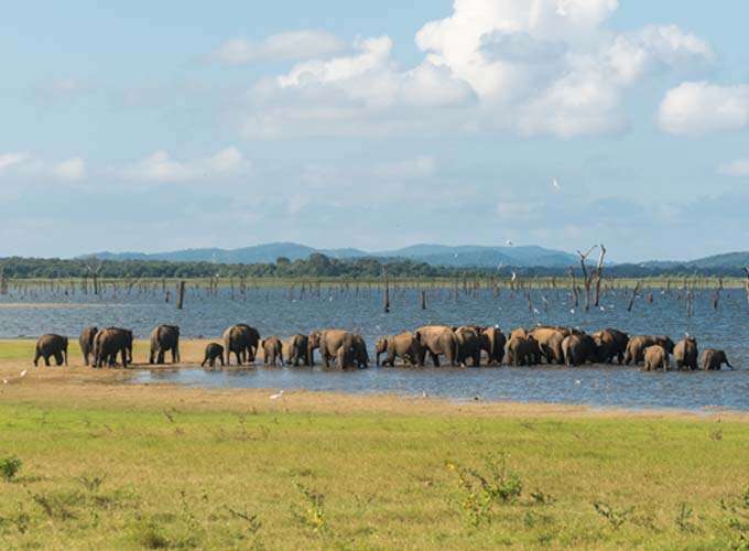 Minneriya National Park