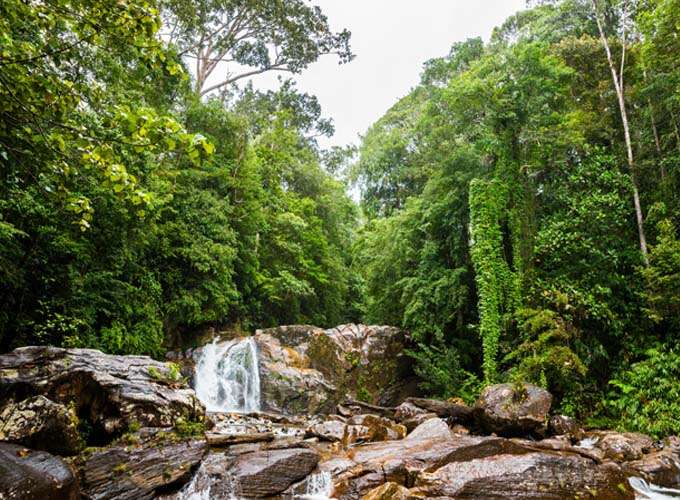 Sinharaja Rainforest