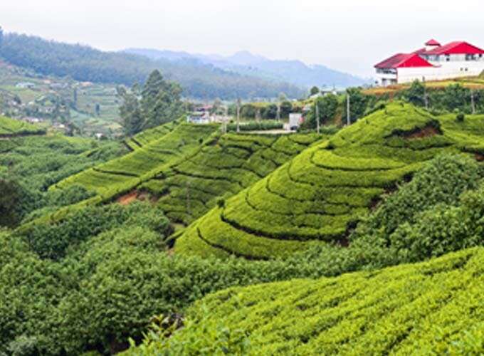 Tea Factory