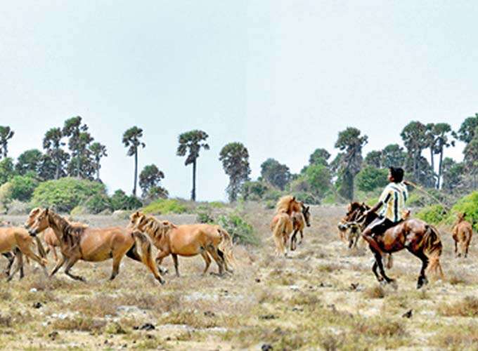 Wild Horses in Jaffna