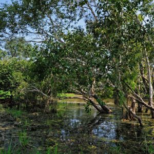Wilpattu National Park