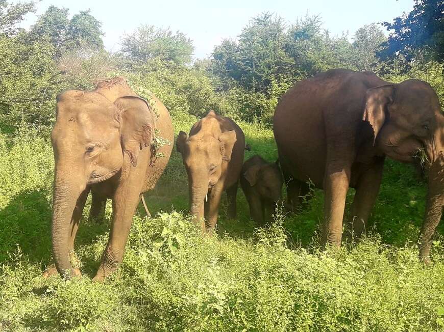 Day 11 - yala Safari