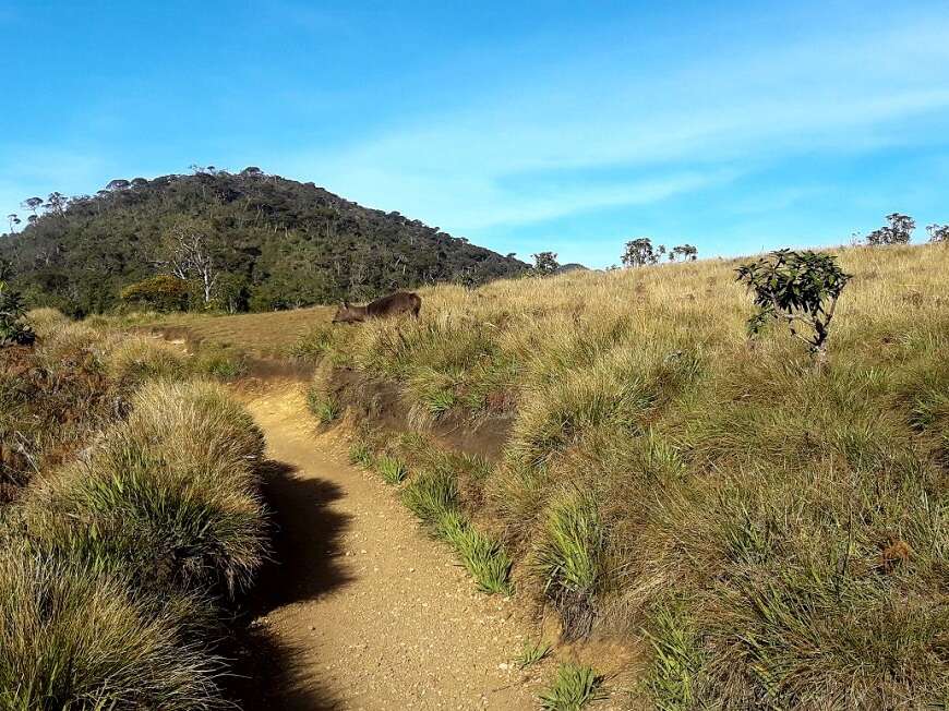 Day 9 - Adam's Peak |  Nuwara Eliya