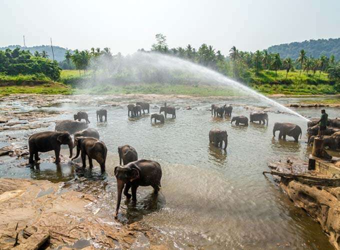 Pinnawala Elephant Orphanage