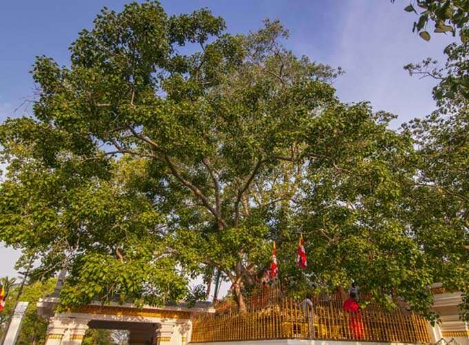 Jaya Sri Maha Bodhi Tree