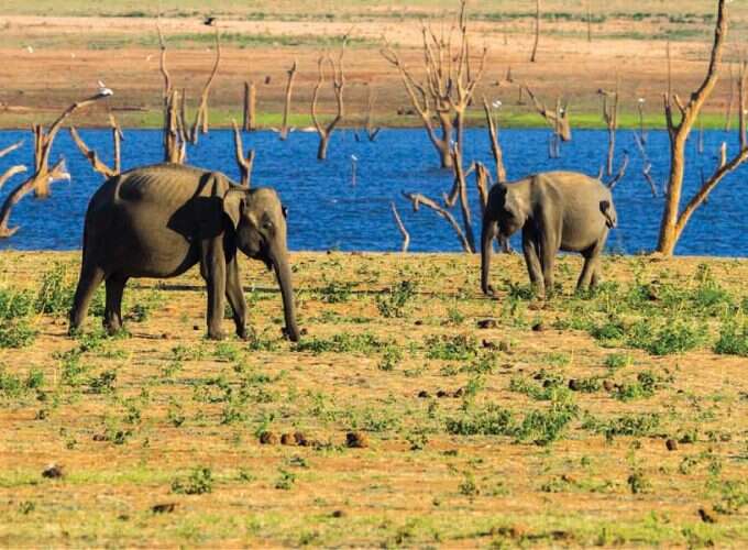 Udawalawe National Park