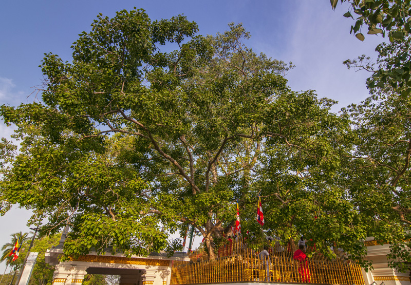Day 5 - Explore the ancient city of Anuradhapura 