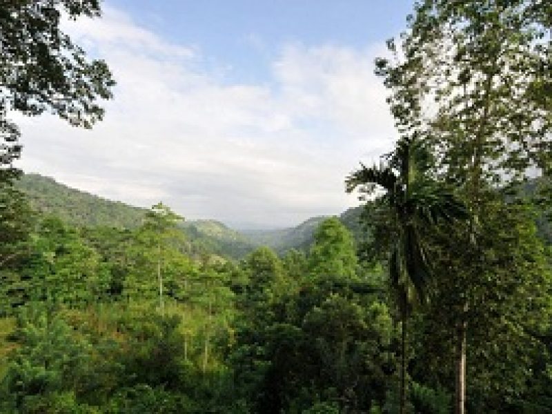 Kanneliya Rain forest