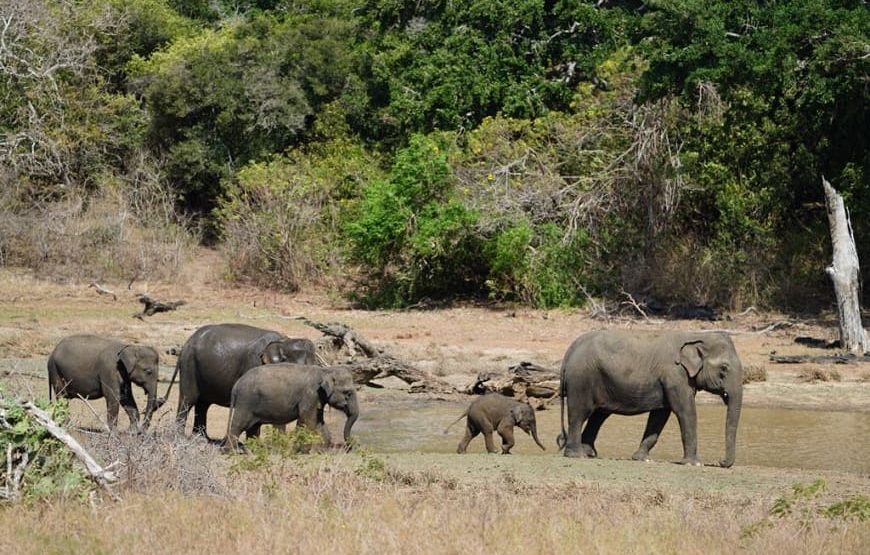 Ceylon Safari – 7 Hours – Yala National Park