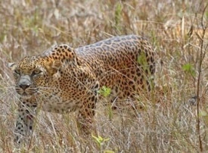 Foxtrail Wilpattu Safari