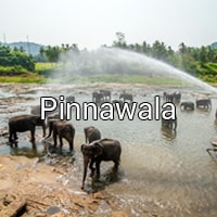 Pinnawala