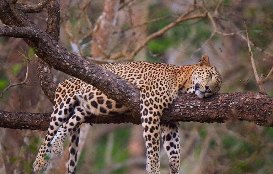 Yala National Park – Safari Tour – 5 Hours