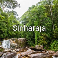 Sinharaja