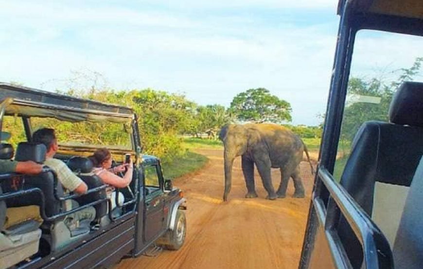 Yala Safari – Private Tour