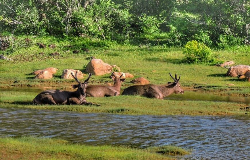 7 Hours Safari Tours – Yala National Park
